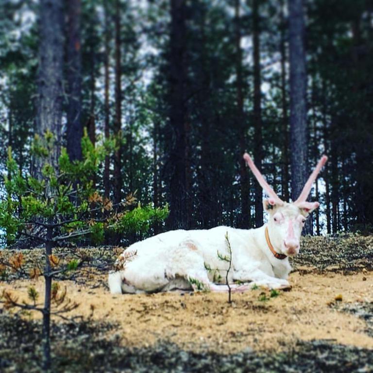 Pyhaen Kortepuolukka Пухатунтури Экстерьер фото